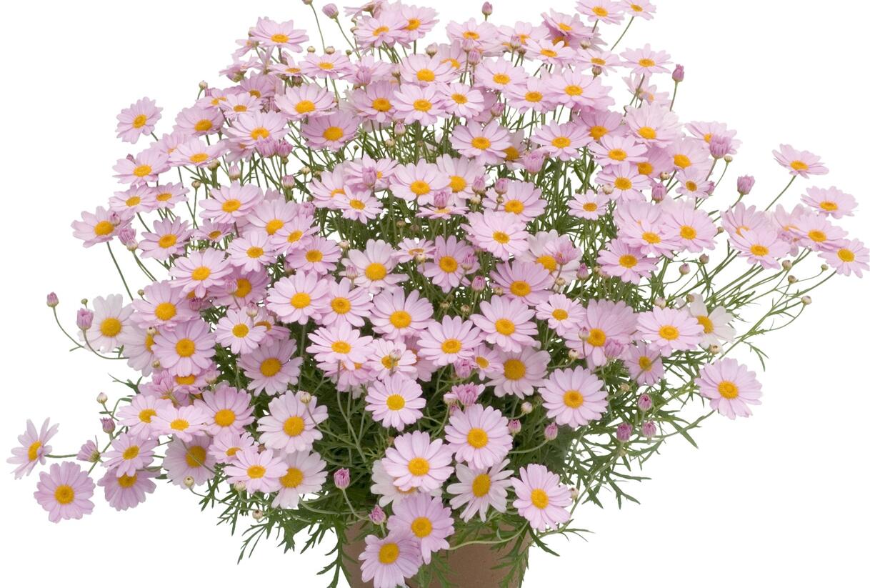 Kopretina pařížská 'Summit Pink' - Argyranthemum frutescens 'Summit Pink'
