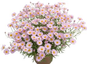 Kopretina pařížská 'Summit Pink' - Argyranthemum frutescens 'Summit Pink'