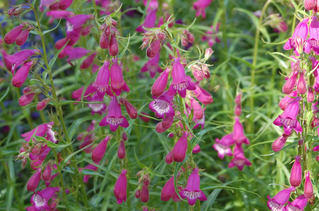 Dračík 'Sunburst Amethyst' - Penstemon x mexicali 'Sunburst Amethyst'