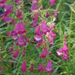 Dračík 'Sunburst Amethyst' - Penstemon x mexicali 'Sunburst Amethyst'