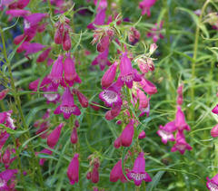 Dračík 'Sunburst Amethyst' - Penstemon x mexicali 'Sunburst Amethyst'