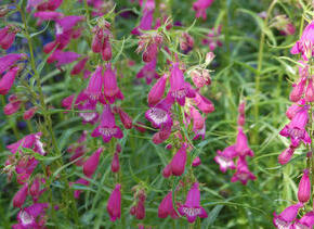 Dračík 'Sunburst Amethyst' - Penstemon x mexicali 'Sunburst Amethyst'