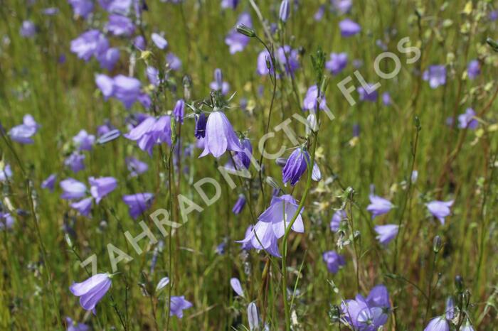 Zvonek okrouhlolistý 'Olympica' - Campanula rotundifolia 'Olympica'