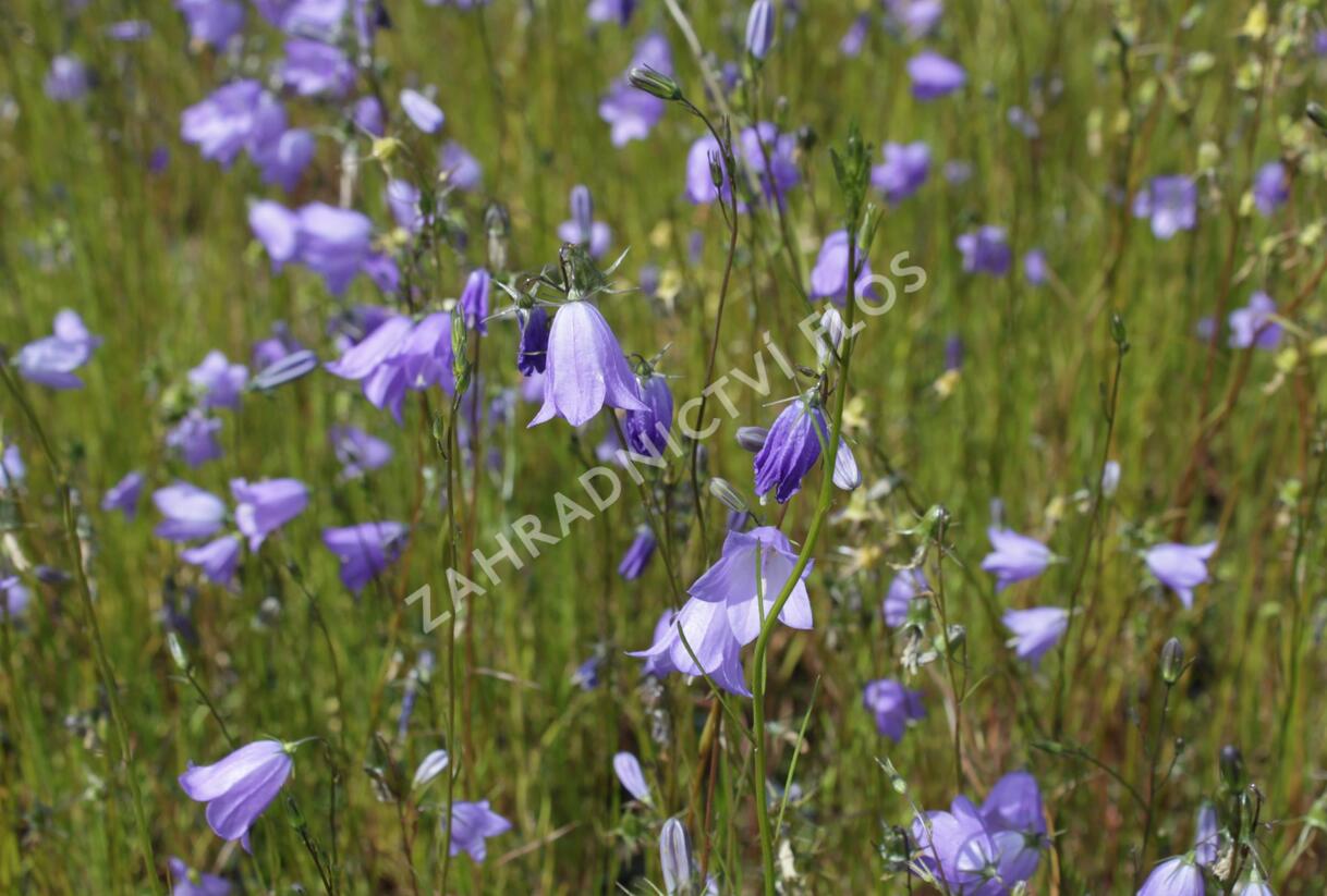 Zvonek okrouhlolistý 'Olympica' - Campanula rotundifolia 'Olympica'