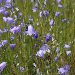 Zvonek okrouhlolistý 'Olympica' - Campanula rotundifolia 'Olympica'