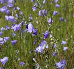 Zvonek okrouhlolistý 'Olympica' - Campanula rotundifolia 'Olympica'