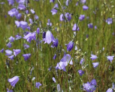 Zvonek okrouhlolistý 'Olympica'