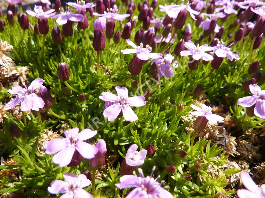 Silenka bezlodyžná 'Floribunda' - Silene acaulis 'Floribunda'