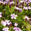 Silenka bezlodyžná 'Floribunda' - Silene acaulis 'Floribunda'