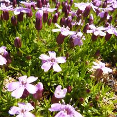 Silenka bezlodyžná 'Floribunda' - Silene acaulis 'Floribunda'