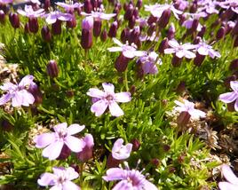 Silenka bezlodyžná 'Floribunda'