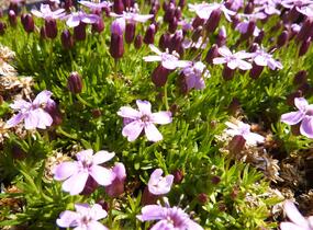 Silenka bezlodyžná 'Floribunda' - Silene acaulis 'Floribunda'