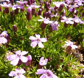 Silenka bezlodyžná 'Floribunda' - Silene acaulis 'Floribunda'