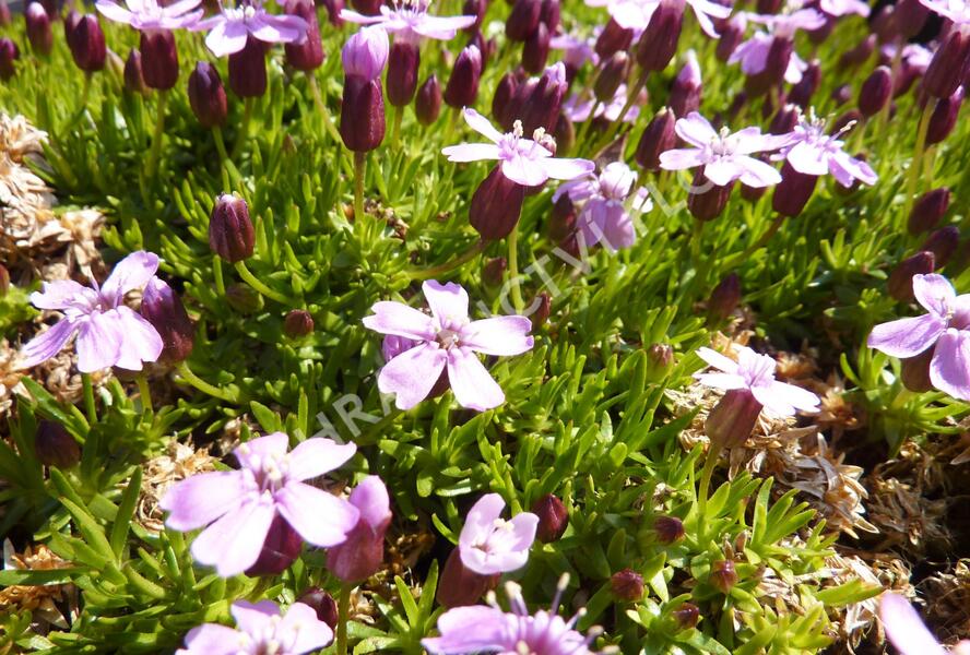 Silenka bezlodyžná 'Floribunda' - Silene acaulis 'Floribunda'