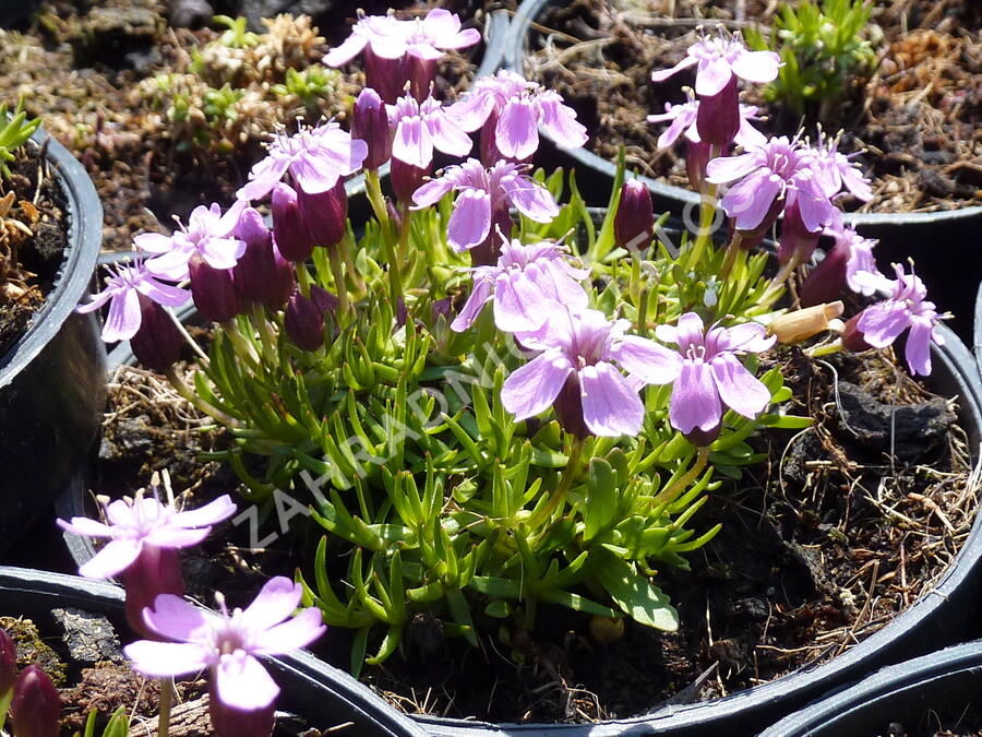 Silenka bezlodyžná 'Floribunda' - Silene acaulis 'Floribunda'