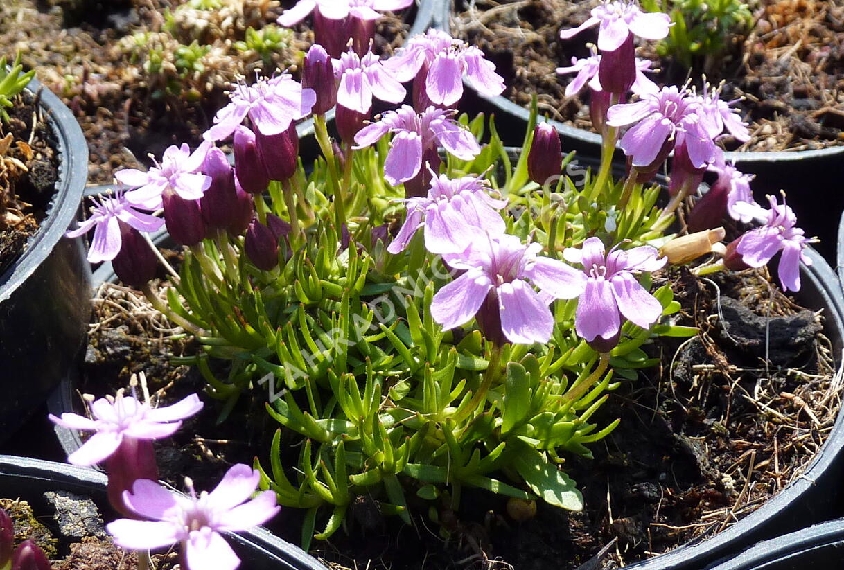 Silenka bezlodyžná 'Floribunda' - Silene acaulis 'Floribunda'