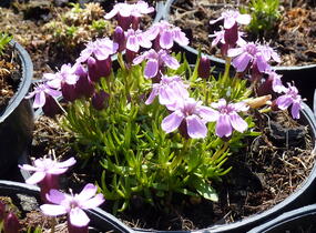 Silenka bezlodyžná 'Floribunda' - Silene acaulis 'Floribunda'