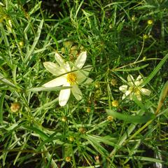 Krásnoočko přeslenité 'Moonbeam' - Coreopsis verticillata 'Moonbeam'