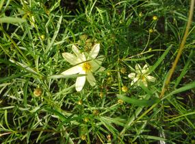 Krásnoočko přeslenité 'Moonbeam' - Coreopsis verticillata 'Moonbeam'