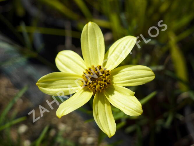 Krásnoočko přeslenité 'Moonbeam' - Coreopsis verticillata 'Moonbeam'