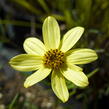 Krásnoočko přeslenité 'Moonbeam' - Coreopsis verticillata 'Moonbeam'