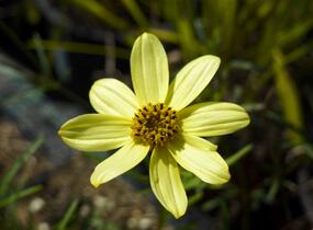 Krásnoočko přeslenité 'Moonbeam' - Coreopsis verticillata 'Moonbeam'