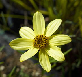 Krásnoočko přeslenité 'Moonbeam' - Coreopsis verticillata 'Moonbeam'