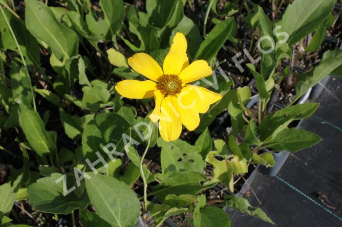 Třapatka lesklá 'Juligold' - Rudbeckia nitida 'Juligold'