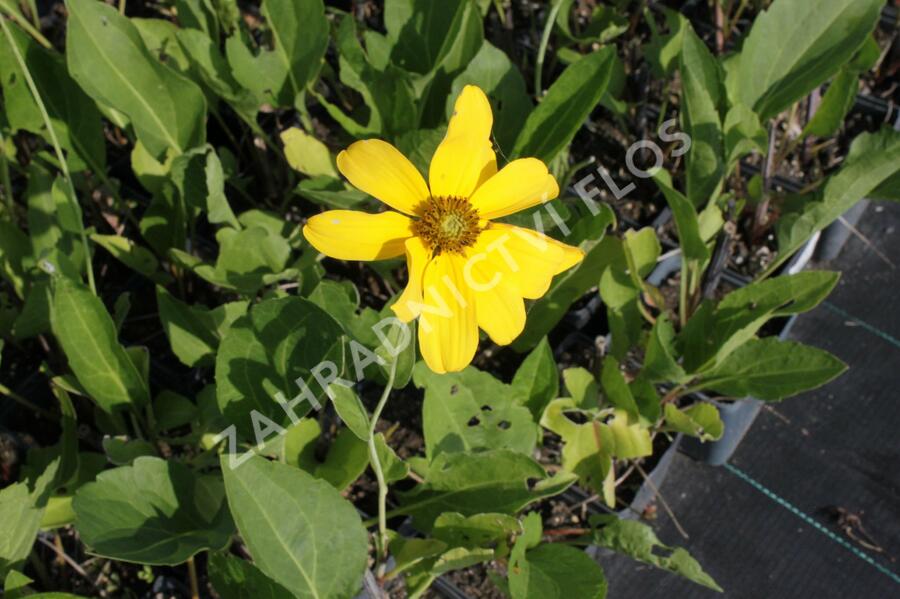 Třapatka lesklá 'Juligold' - Rudbeckia nitida 'Juligold'