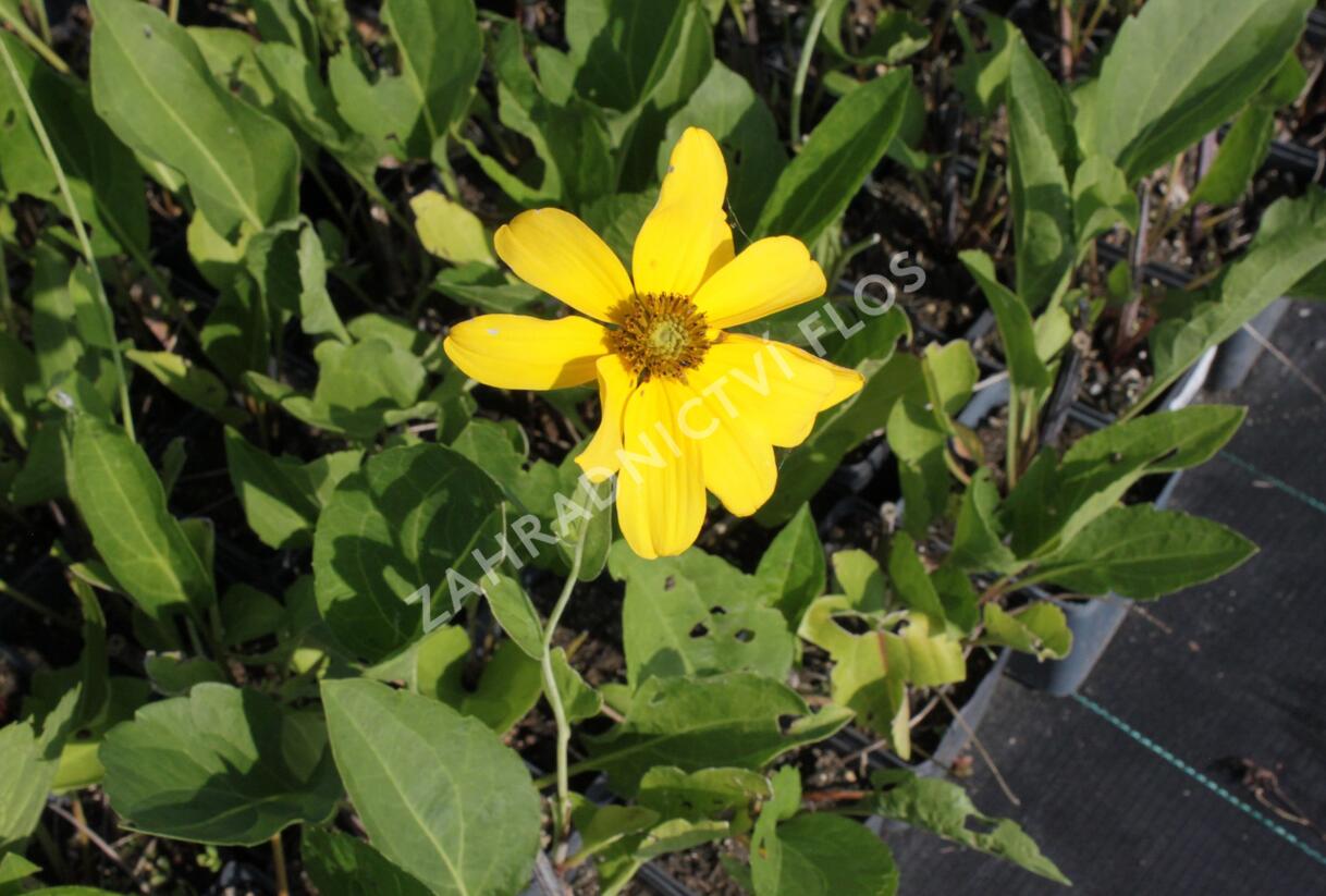 Třapatka lesklá 'Juligold' - Rudbeckia nitida 'Juligold'