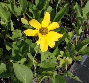 Třapatka lesklá 'Juligold' - Rudbeckia nitida 'Juligold'