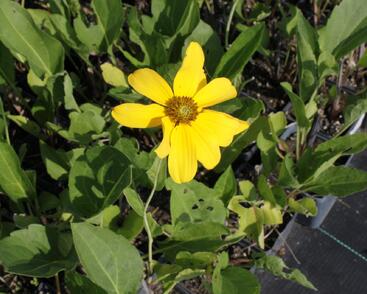 Třapatka lesklá 'Juligold'