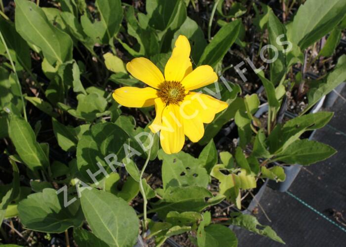Třapatka lesklá 'Juligold' - Rudbeckia nitida 'Juligold'