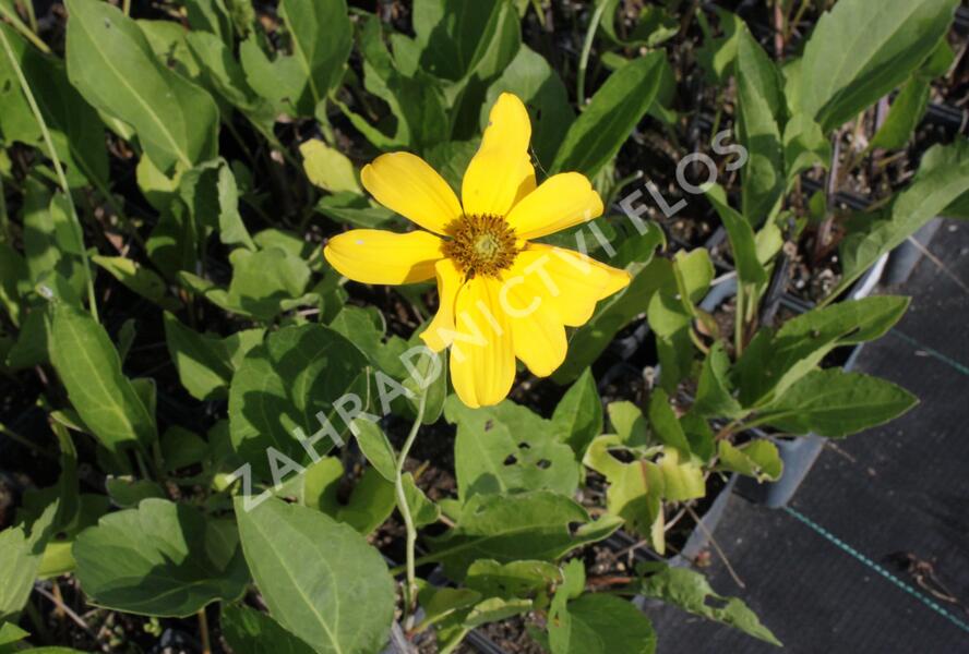 Třapatka lesklá 'Juligold' - Rudbeckia nitida 'Juligold'
