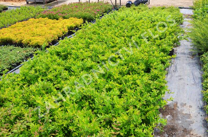 Ptačí zob tupolistý - Ligustrum obtusifolium var. regelianum