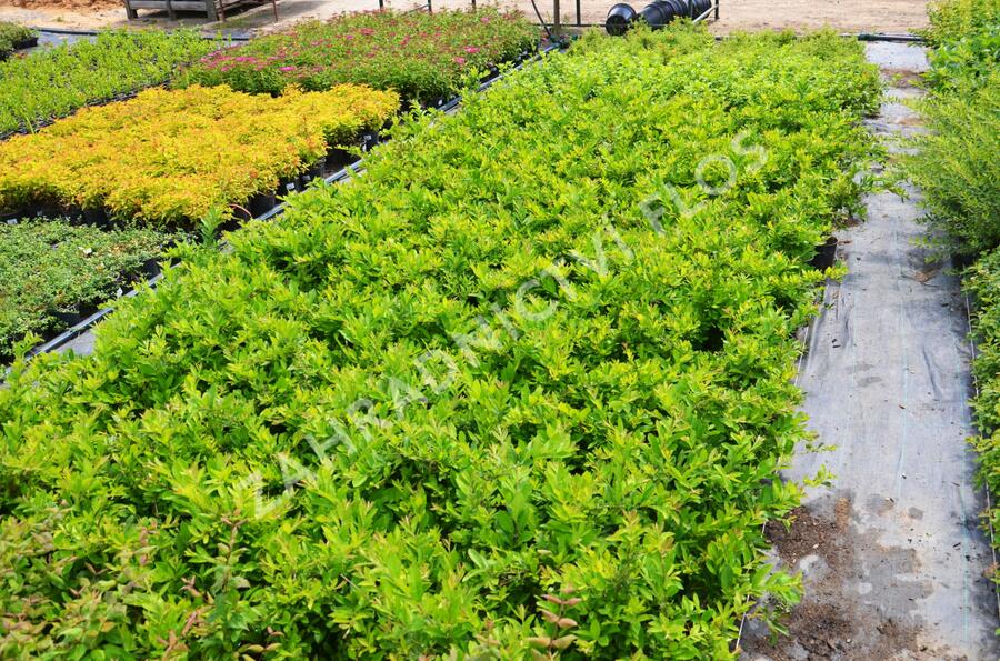 Ptačí zob tupolistý - Ligustrum obtusifolium var. regelianum