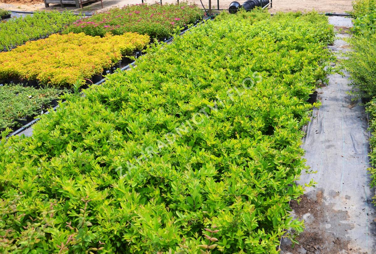 Ptačí zob tupolistý - Ligustrum obtusifolium var. regelianum