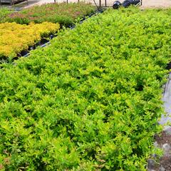 Ptačí zob tupolistý - Ligustrum obtusifolium var. regelianum