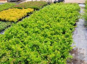 Ptačí zob tupolistý - Ligustrum obtusifolium var. regelianum