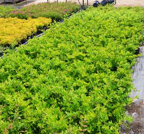 Ptačí zob tupolistý - Ligustrum obtusifolium var. regelianum