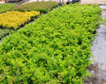 Ptačí zob tupolistý