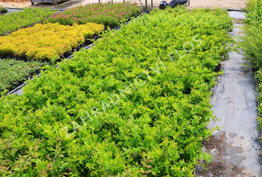 Ptačí zob tupolistý - Ligustrum obtusifolium var. regelianum