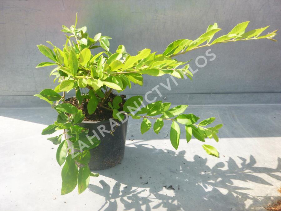 Ptačí zob tupolistý - Ligustrum obtusifolium var. regelianum