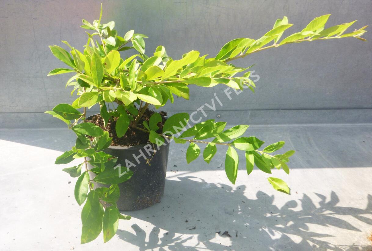 Ptačí zob tupolistý - Ligustrum obtusifolium var. regelianum