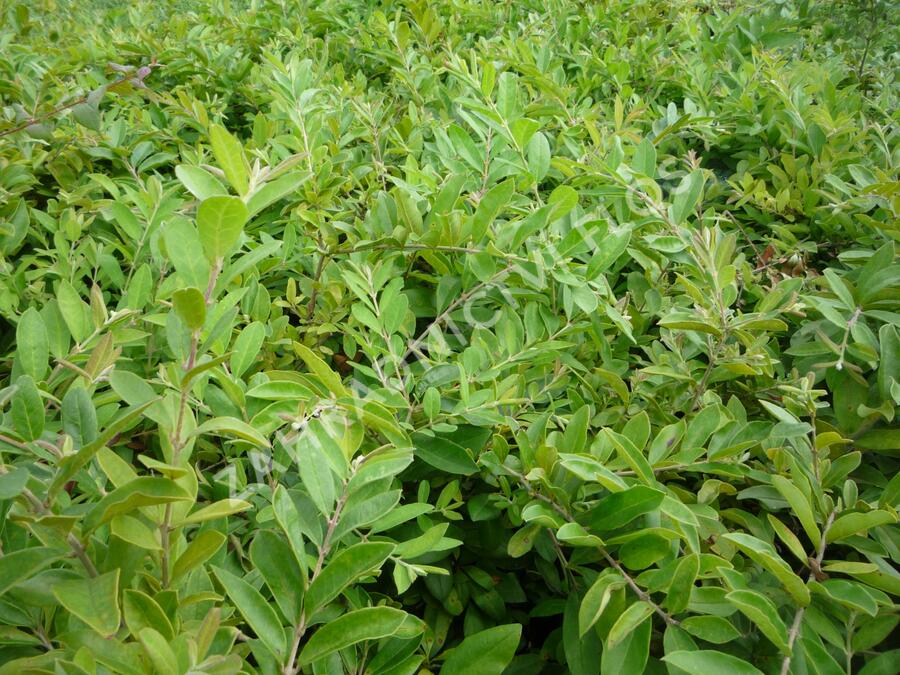 Ptačí zob tupolistý - Ligustrum obtusifolium var. regelianum