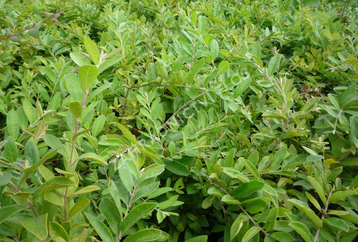 Ptačí zob tupolistý - Ligustrum obtusifolium var. regelianum