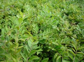 Ptačí zob tupolistý - Ligustrum obtusifolium var. regelianum