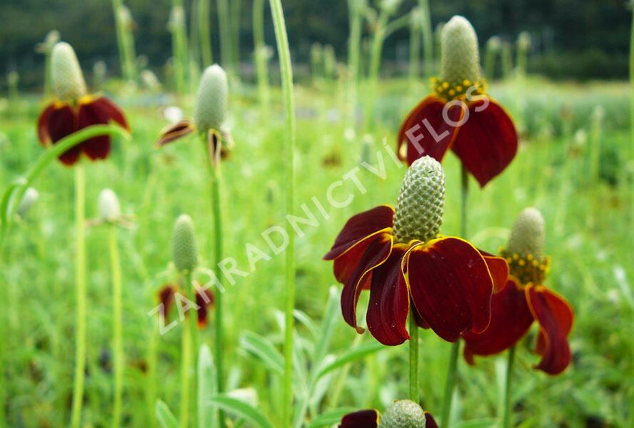 Ratibida - Ratibida columnaris var. pulcherrima