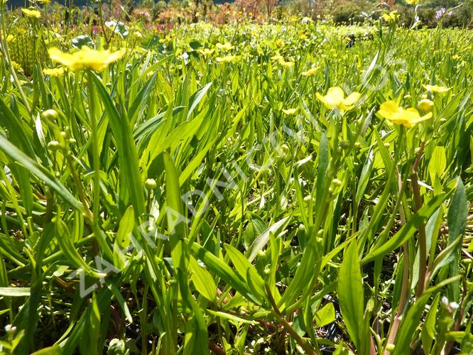 Pryskyřník plamének - Ranunculus flammula