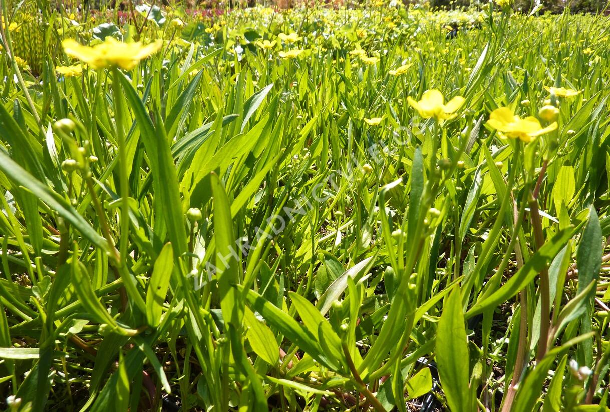 Pryskyřník plamének - Ranunculus flammula